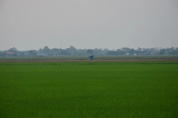 Espantalho no campo de remo — Fotografia de Stock