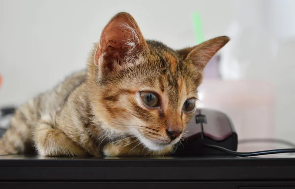 Kitten  on lap top — Stock Photo, Image
