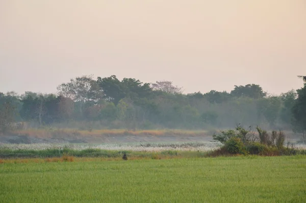 Весло поле в тумане — стоковое фото