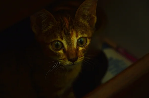 Kitten in the drawer — Stock Photo, Image