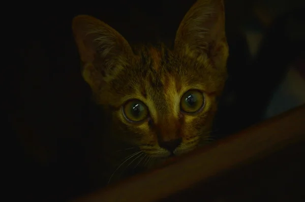 Anak kucing di laci — Stok Foto