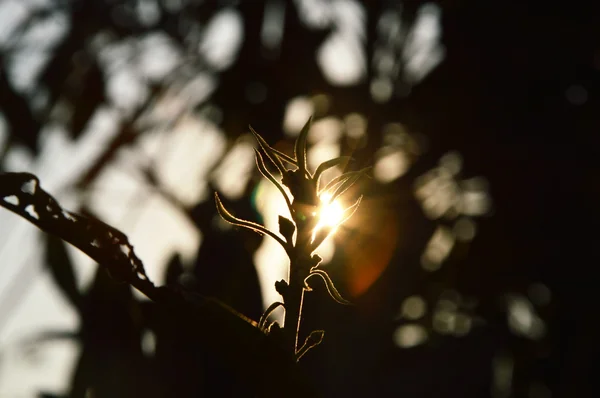 Mango put forth leave-buds on the morning — Stock Photo, Image