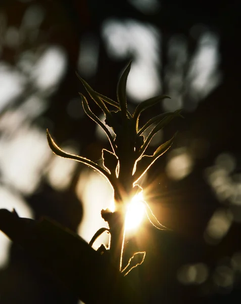 Sunrise through mango leave-bud — Stock Photo, Image