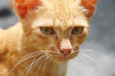 parkta turuncu yavru kedi