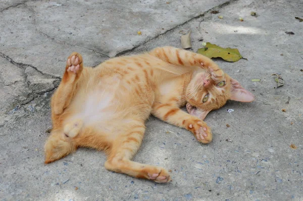 Kucing berguling-guling di tanah — Stok Foto