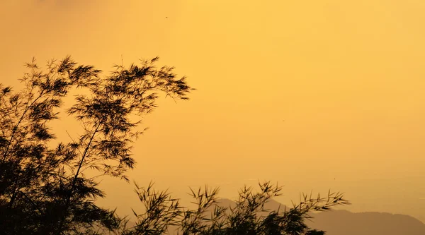 Бамбук на закате — стоковое фото