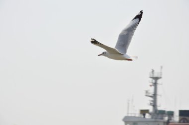 gökyüzü martı anında