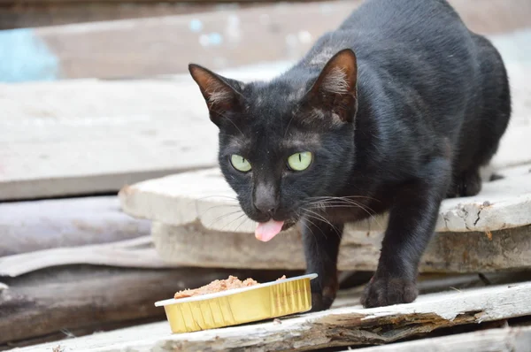 Czarny kot żywienie kota w zasobniku — Zdjęcie stockowe