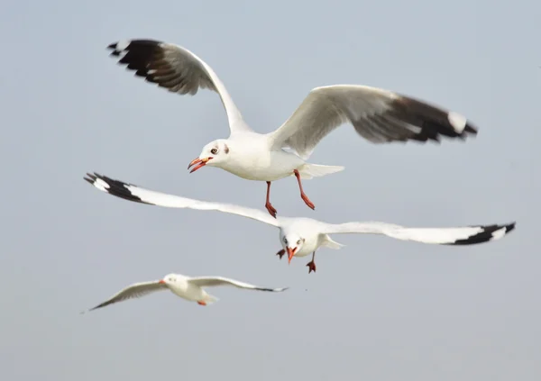 Seagull livnär sig på himlen — Stockfoto