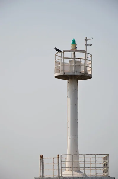 Crow op ponton — Stockfoto