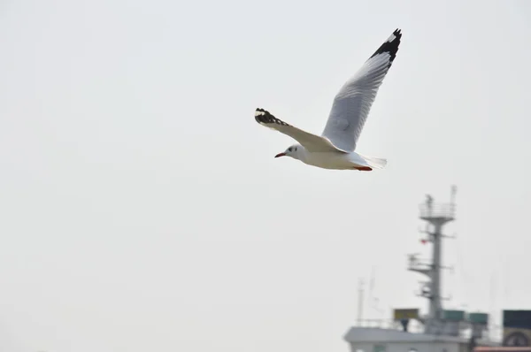 Seagull vliegen in de lucht — Stockfoto