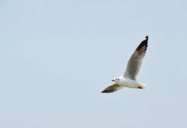 Måsen flyger på himlen — Stockfoto