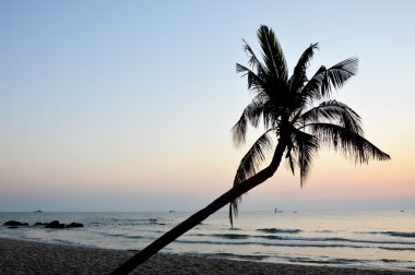 Hindistan cevizi ağacı sahilde