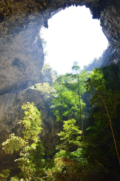 Árbol en la cueva — Foto de Stock