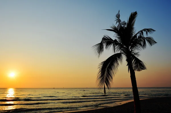 Albero di cocco al tramonto sulla spiaggia — Foto Stock