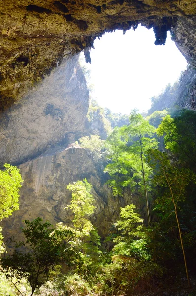 Baum in der Höhle — Stockfoto