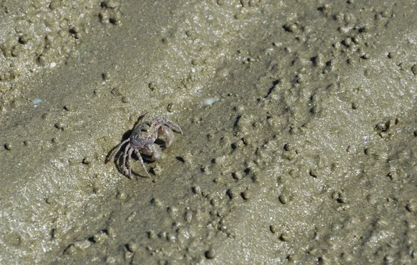 Crabe fantôme sur le sable — Photo