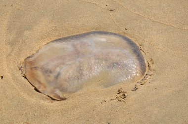 denizanası strand sahilde
