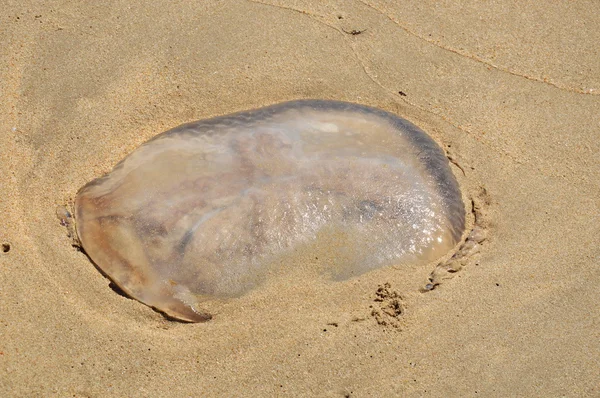Brin de méduses sur la plage — Photo
