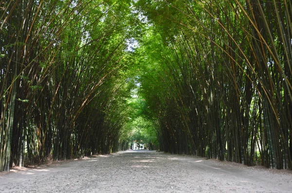 Tunnel en bambou — Photo