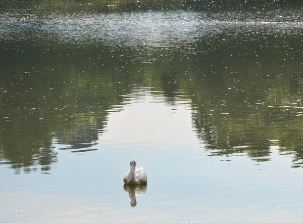 Cigogne peinte nageant sur la piscine — Photo