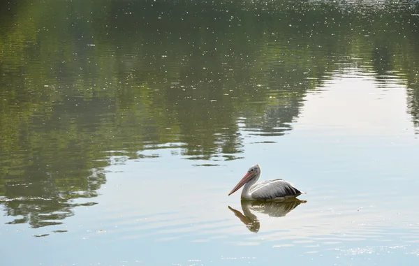 Painted stork swimming on the pool — Stock Photo, Image