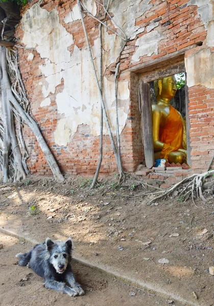 Perro cerca de ruina antigua iglesia budista — Foto de Stock