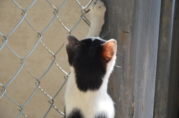 Katt som klättring på järn netto — Stockfoto