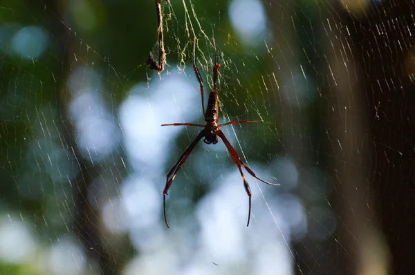 Araña en la red — Foto de Stock