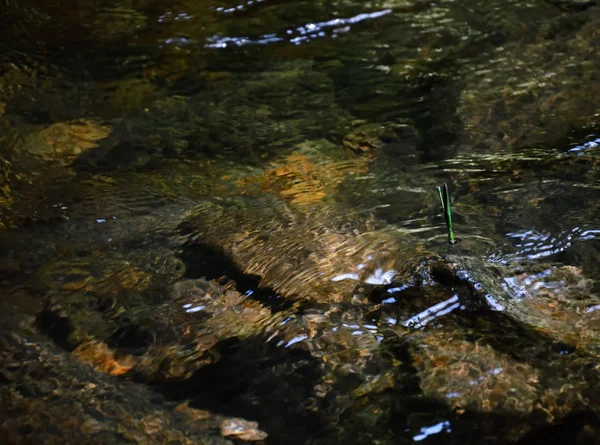 Libélula pino na rocha no rio — Fotografia de Stock