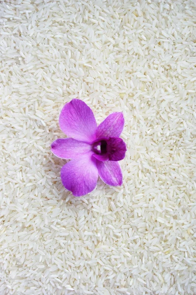 Paarse orchid op peddel rijst — Stockfoto