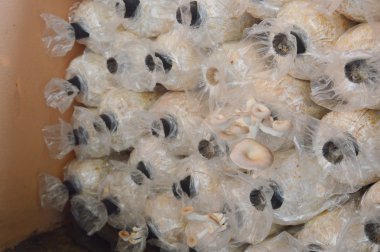 mantar çiftliği inanıyordu