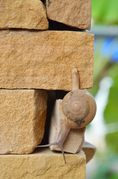 Caracol subindo lentamente na parede — Fotografia de Stock