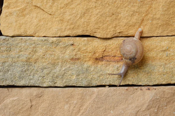 Caracol subindo lentamente na parede — Fotografia de Stock