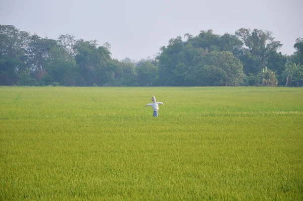 Scarecrow in paddle field — Stock Photo, Image