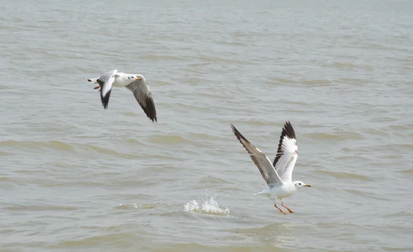 Burung camar mengambang di laut — Stok Foto