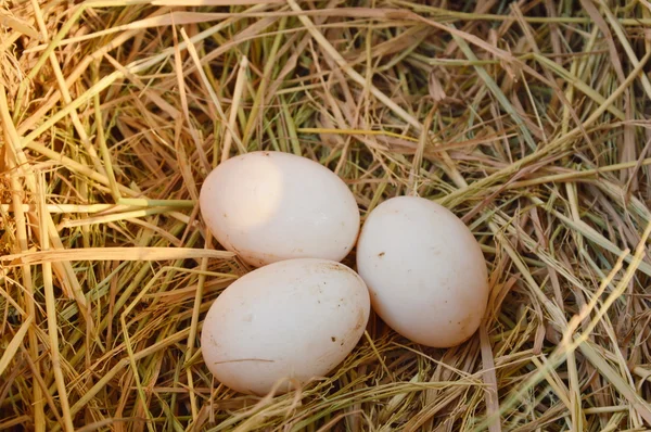 Oeuf sur paille sèche — Photo