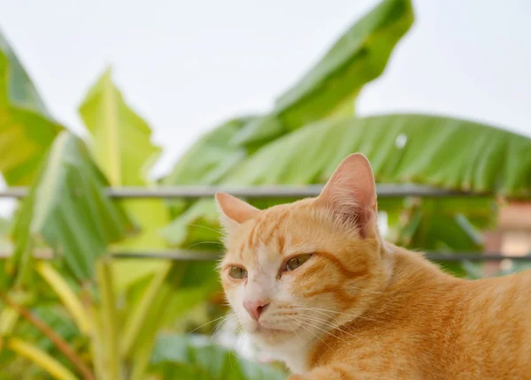 Pomarańczowy kot w parku — Zdjęcie stockowe