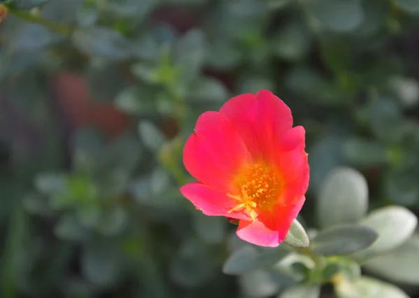 빨간 이끼 장미 정원에서 — 스톡 사진