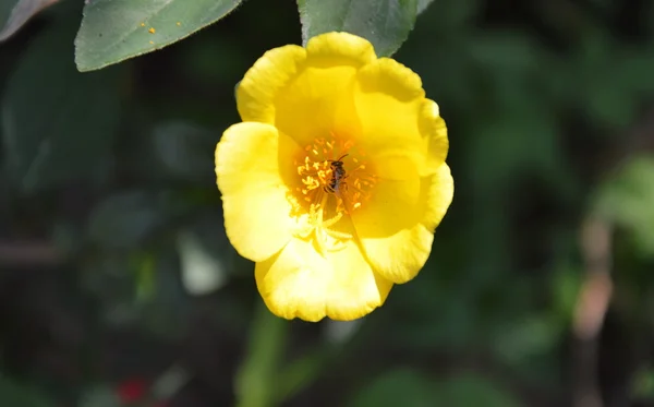 Смеситель пчелиной пыльцы в желтом мху — стоковое фото