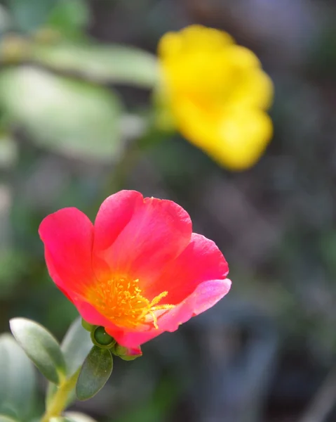 Pianta da sole rossa in giardino — Foto Stock