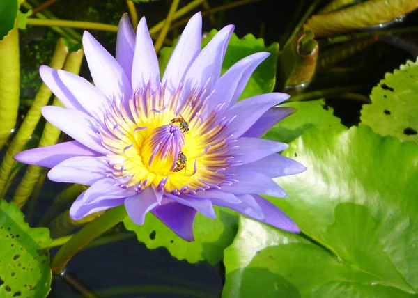 Včela na purple lotus — Stock fotografie