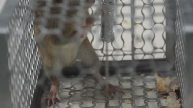 rat trapping and quarantine in iron cage at house