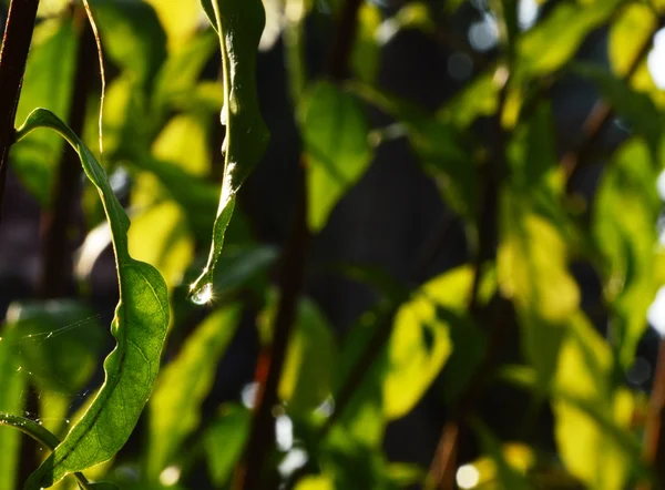 Druppel water op blad — Stockfoto