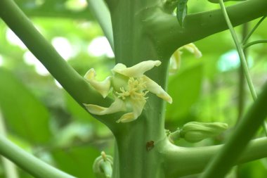 çiçek ve taze papaya meyve dalından büyür bahçede böcek yiyen nektar ile