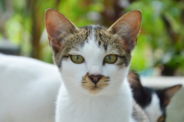 Bahçedeki kedi yavrusu