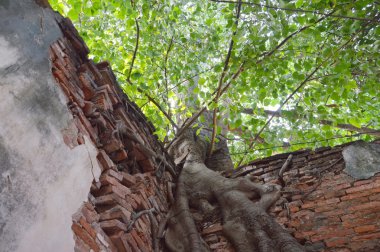 Bodhi ağacı antik Budist Tapınağı