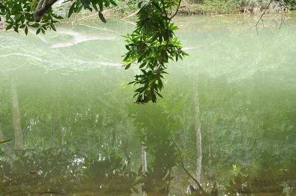 Agua quieta en el bosque —  Fotos de Stock