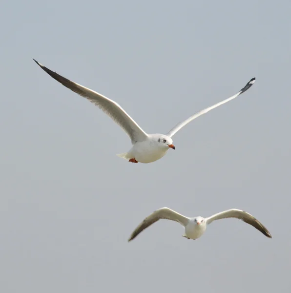 Gabbiano che vola nel cielo — Foto Stock