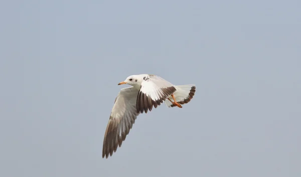 Burung camar terbang di langit — Stok Foto